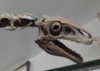 close up view of skull.jpg