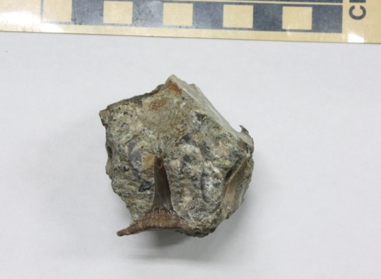 中川町で珍しい種類のサメの歯化石が発見されました 中川町で珍しい種類のサメの歯化石が発見されました