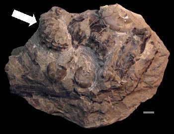 アカントセラス科のアンモナイト